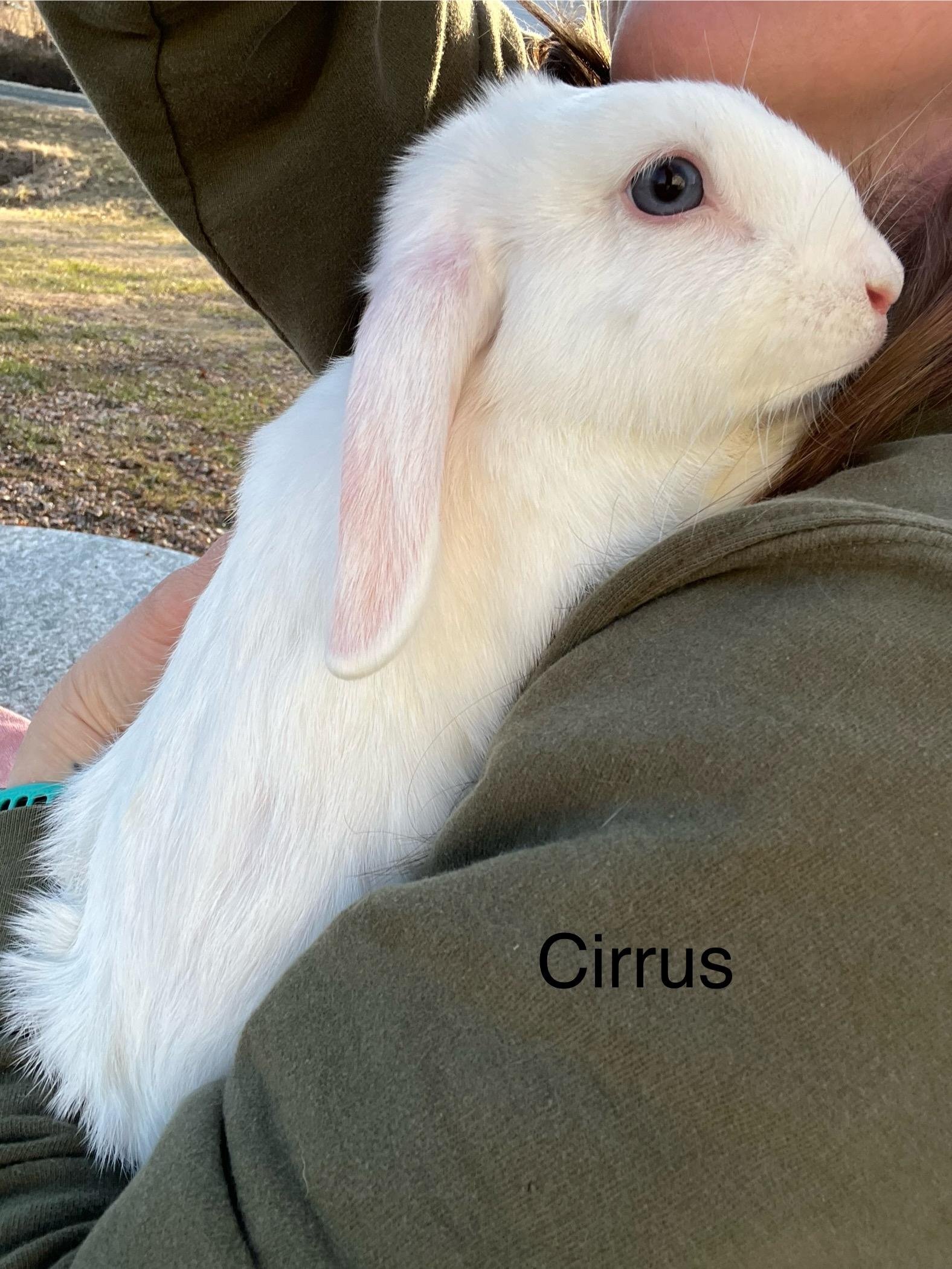 Cirrus, ADOPTABLE, Baby Male Mini Lop & American Sable.