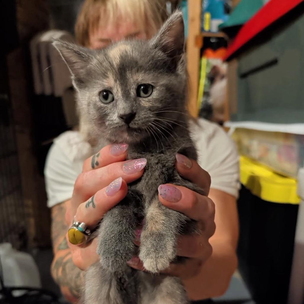 Misty, Adoptable, Kitten Female Domestic Short Hair & Domestic Medium Hair.