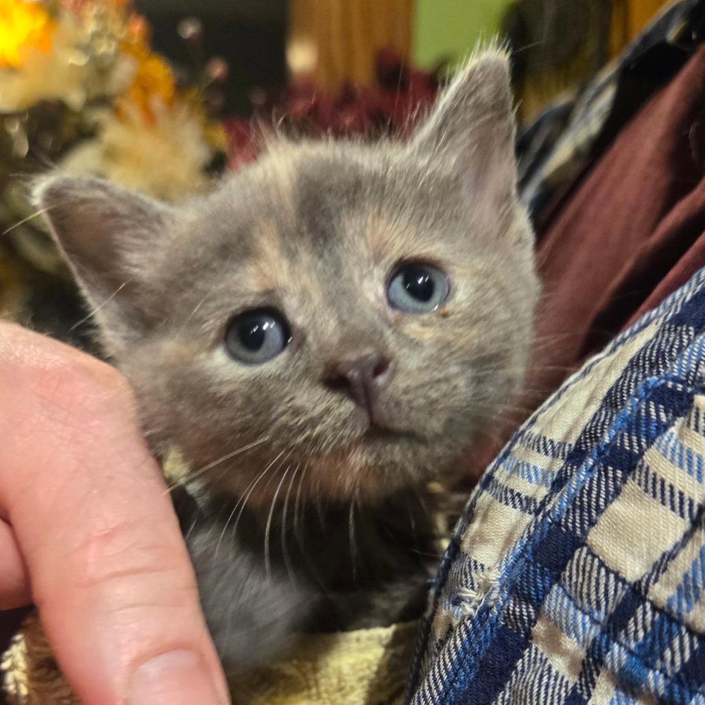 Enlarge Misty, a Adoptable mixed breed in Southington, OH image 2/2