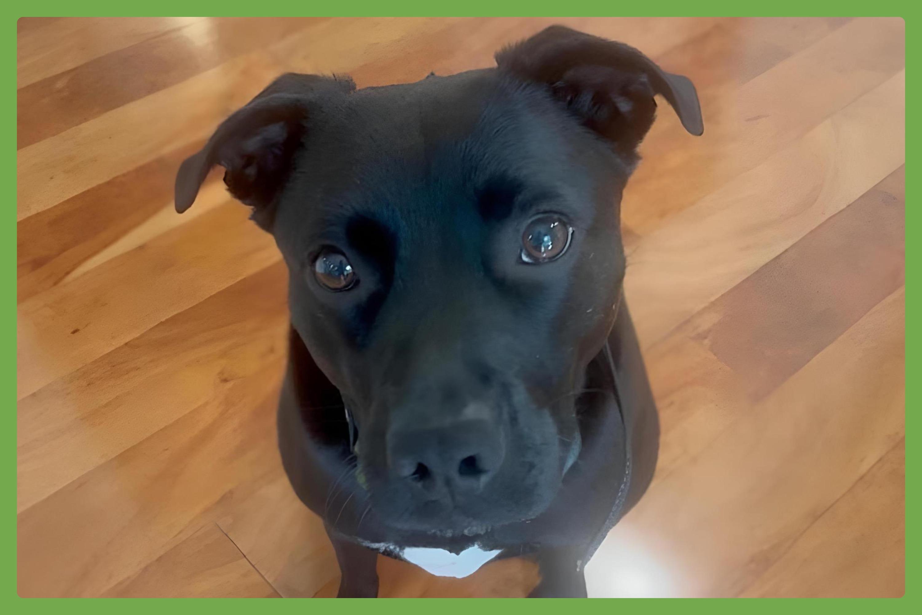 Riley, Adult Female unknown