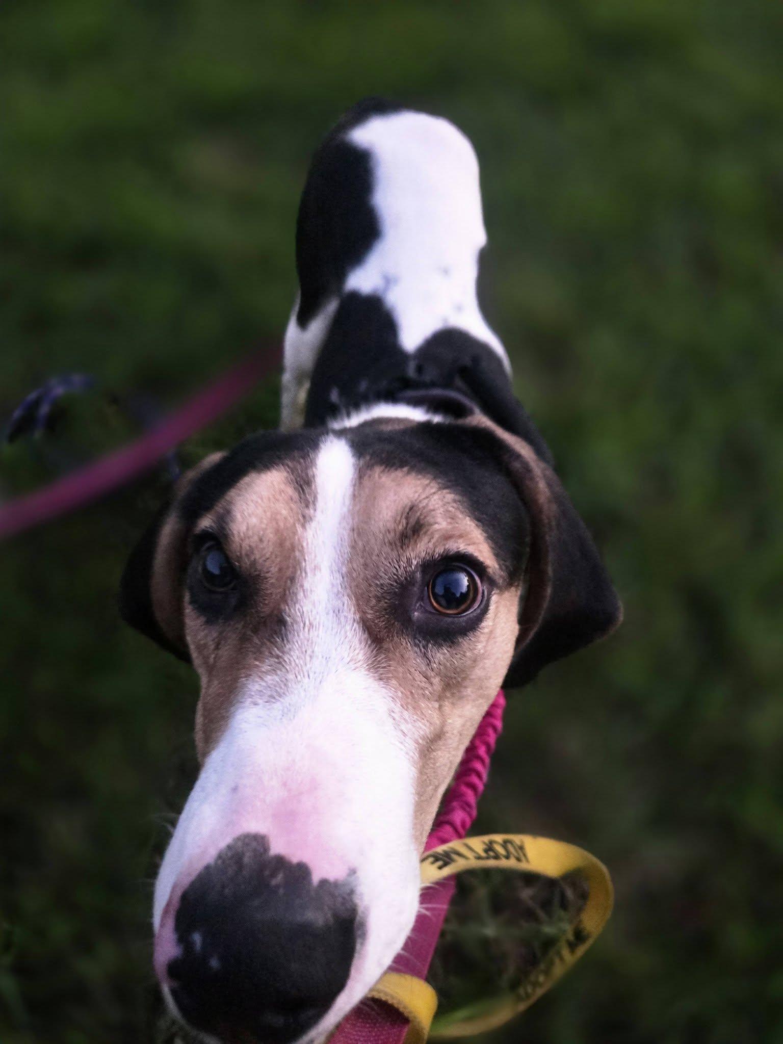 Enlarge Bo, a Adoptable Treeing Walker Coonhound in Sweetwater, TN image 1/6
