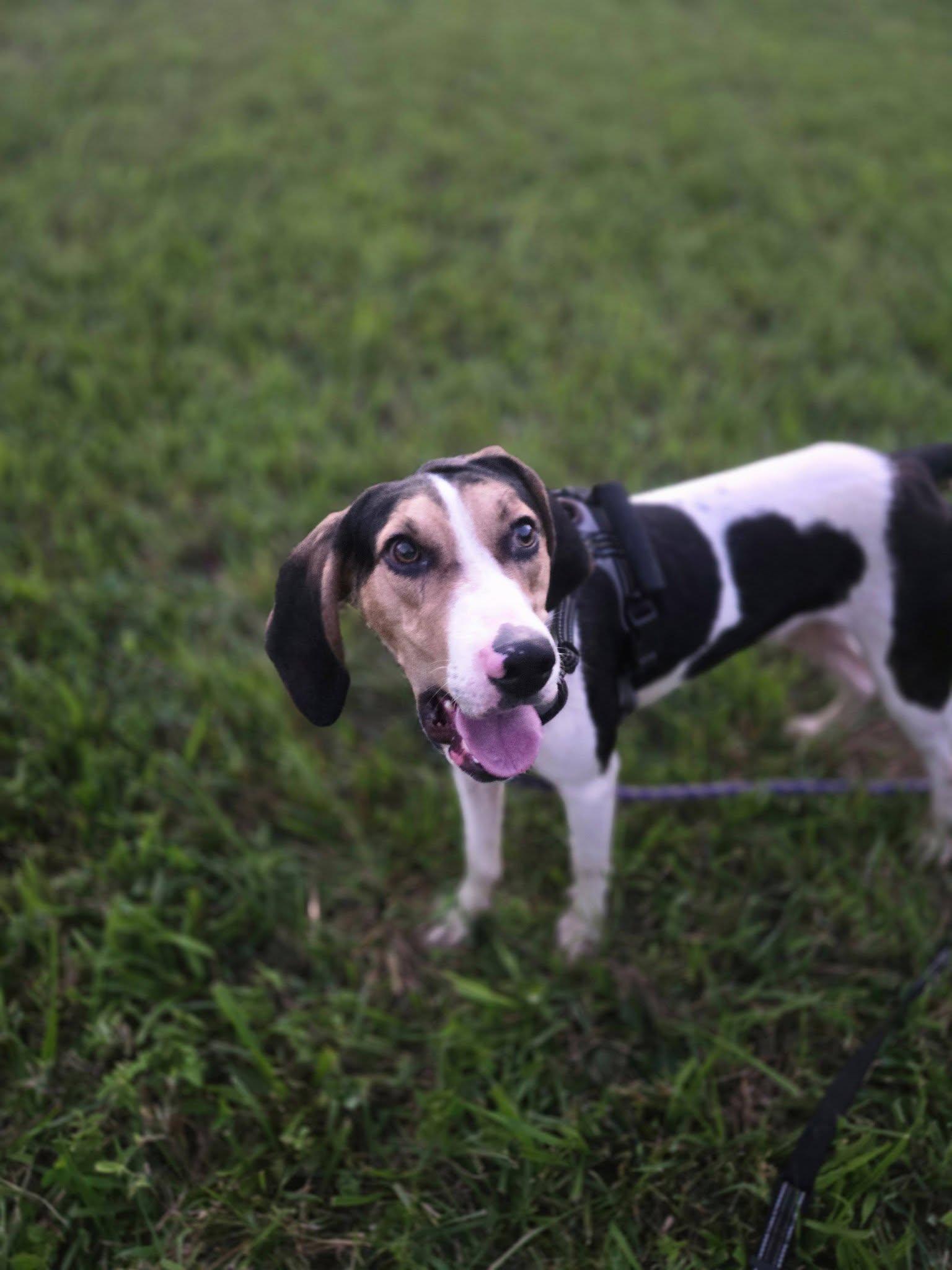 Enlarge Bo, a Adoptable Treeing Walker Coonhound in Sweetwater, TN image 2/6