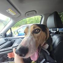 Enlarge Bo, a Adoptable Treeing Walker Coonhound in Sweetwater, TN image 6/6