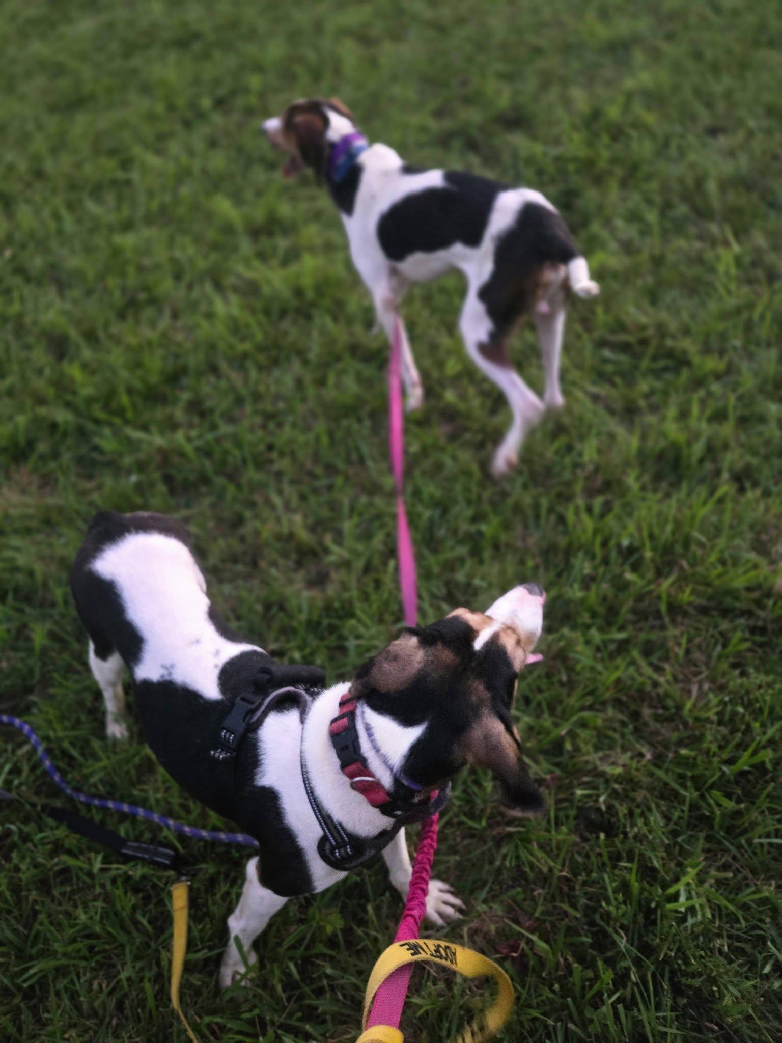 Enlarge Bo, a Adoptable Treeing Walker Coonhound in Sweetwater, TN image 3/6