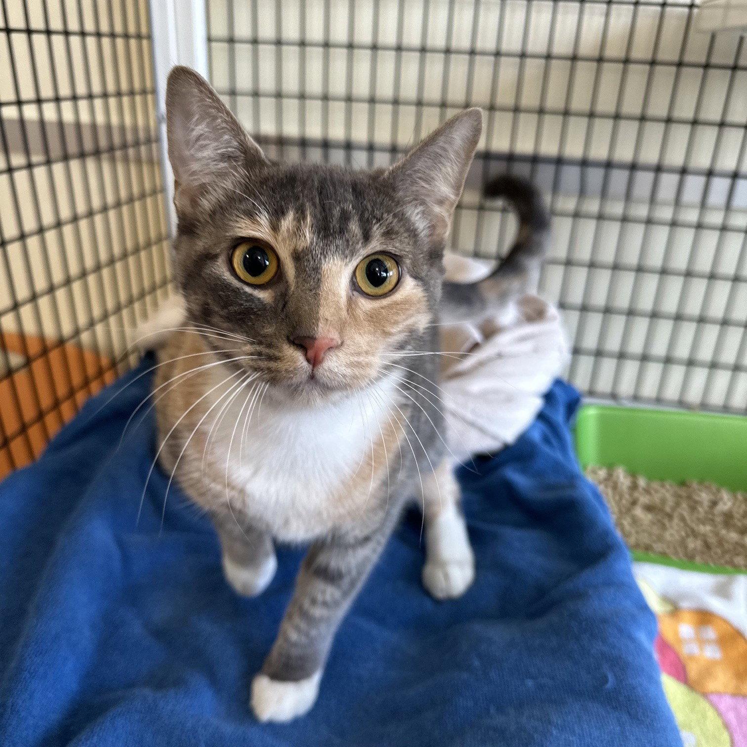 Layla, Adopted, Adult Female Domestic Short Hair.