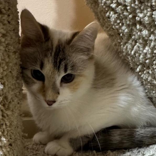 Enlarge Lilly, a Adoptable Domestic Short Hair in Layton, UT image 1/6