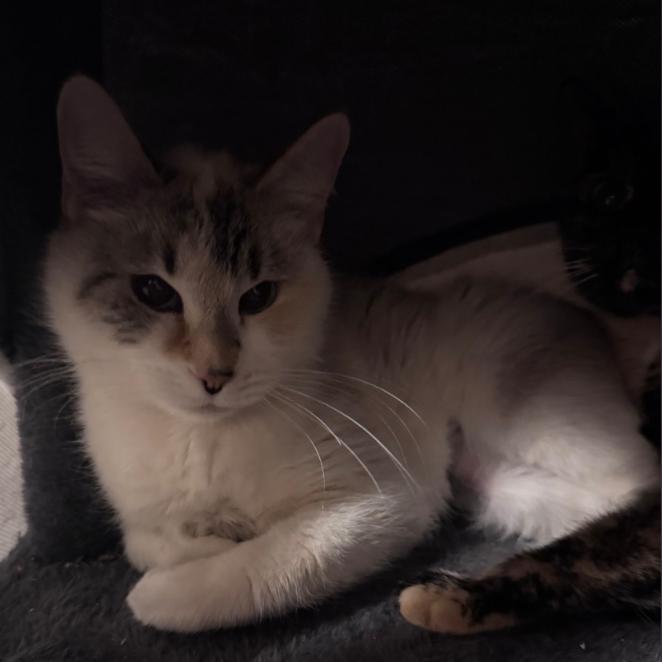 Enlarge Lilly, a Adoptable Domestic Short Hair in Layton, UT image 2/6