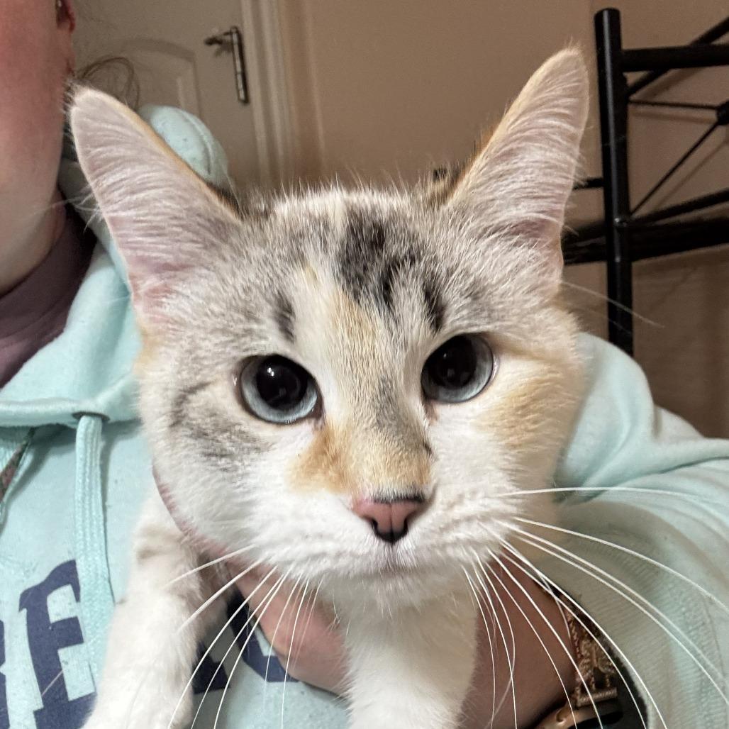 Enlarge Lilly, a Adoptable Domestic Short Hair in Layton, UT image 4/6