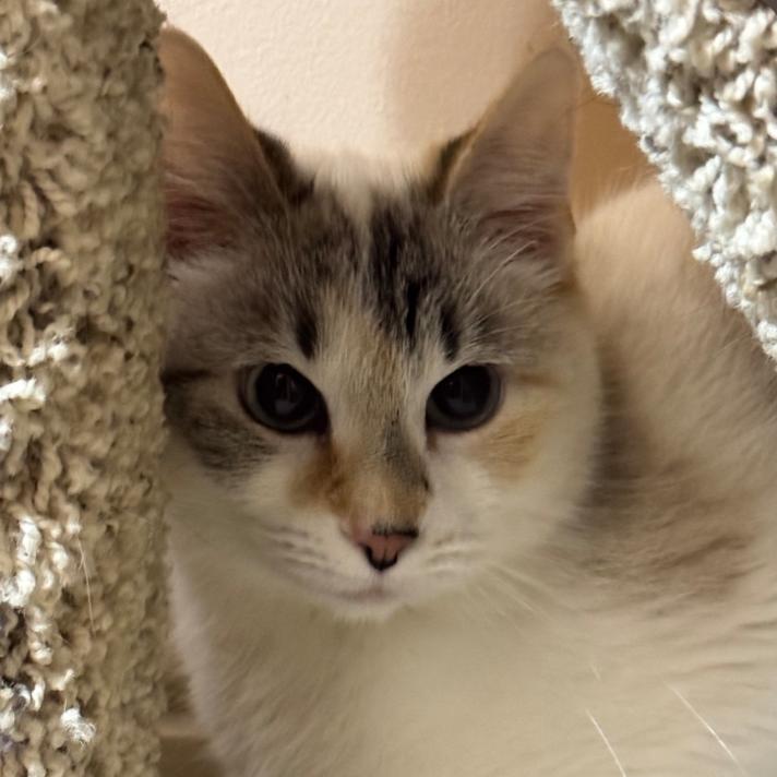 Enlarge Lilly, a Adoptable Domestic Short Hair in Layton, UT image 5/6