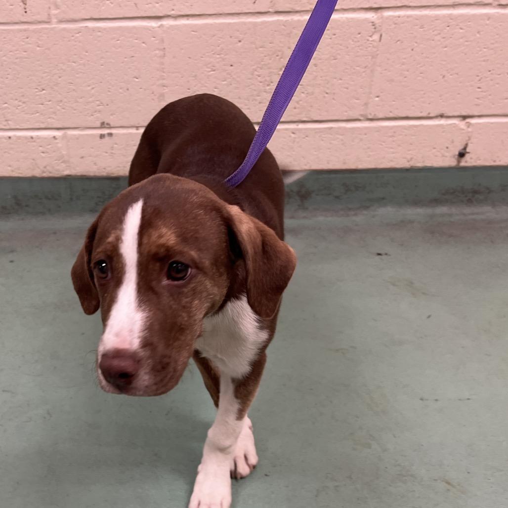 Enlarge Macy Gray, a Adoptable Mixed Breed in Memphis, TN image 1/2