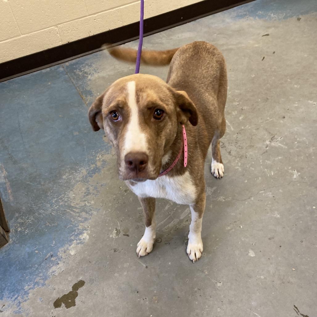 Enlarge Macy Gray, a Adoptable Mixed Breed in Memphis, TN image 2/2