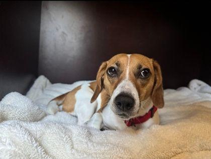 Enlarge Molly Ann, a ADOPTABLE mixed breed in Williamsport, PA image 1/2