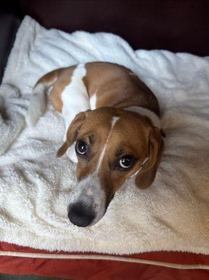 Enlarge Molly Ann, a ADOPTABLE mixed breed in Williamsport, PA image 2/2