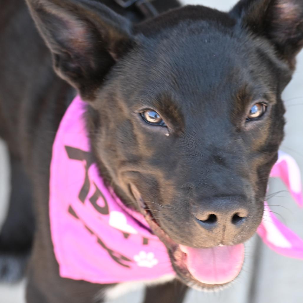Timber, Adoptable, Puppy Male Australian Cattle Dog / Blue Heeler & Black Labrador Retriever.
