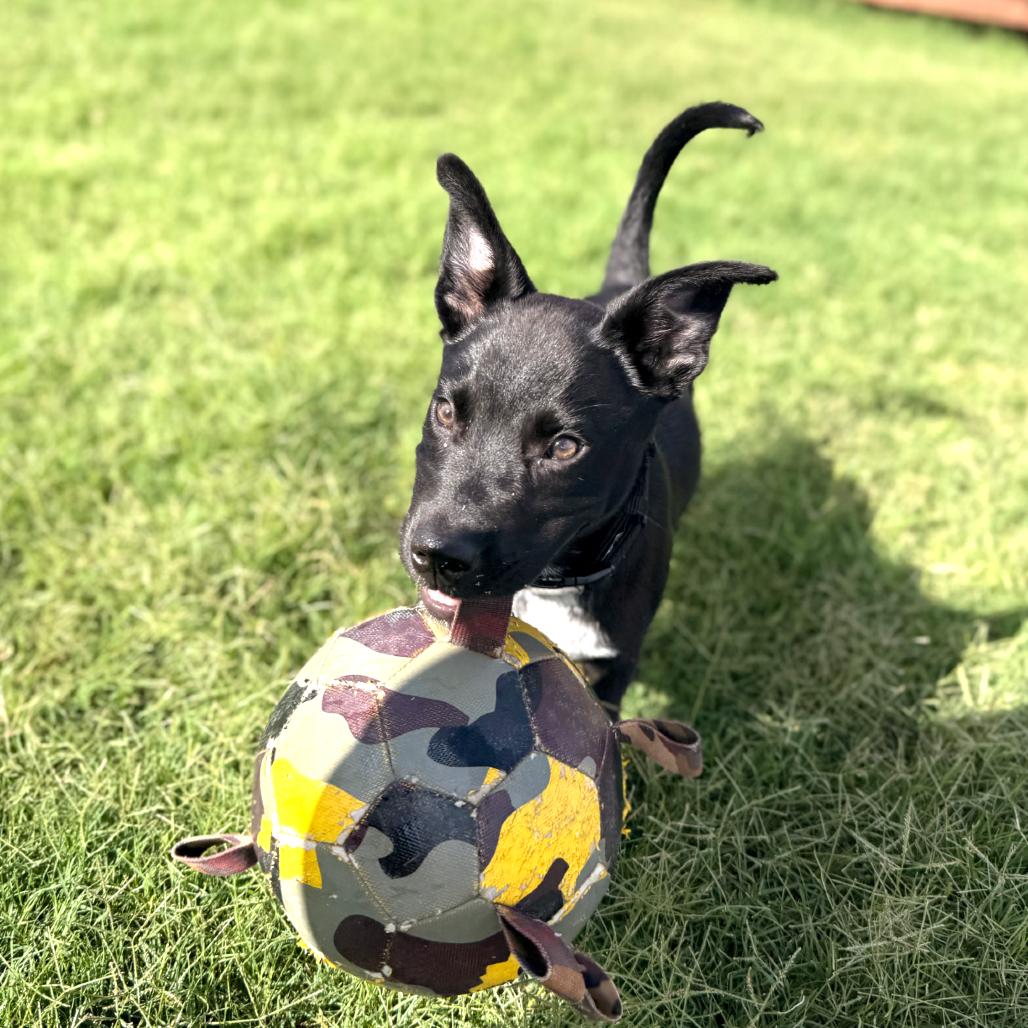 Enlarge Timber, a Adoptable mixed breed in Kansas City, MO image 2/6