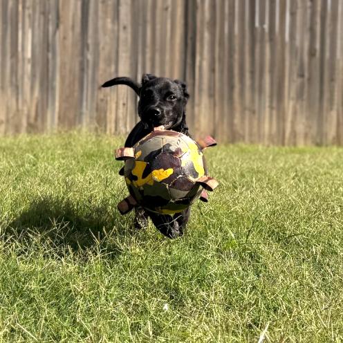 Enlarge Timber, a Adoptable mixed breed in Kansas City, MO image 3/6