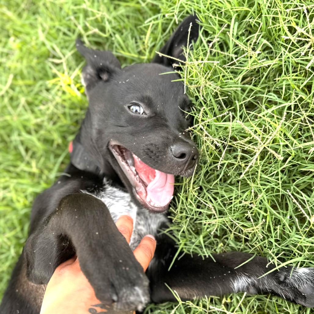Enlarge Timber, a Adoptable mixed breed in Kansas City, MO image 4/6