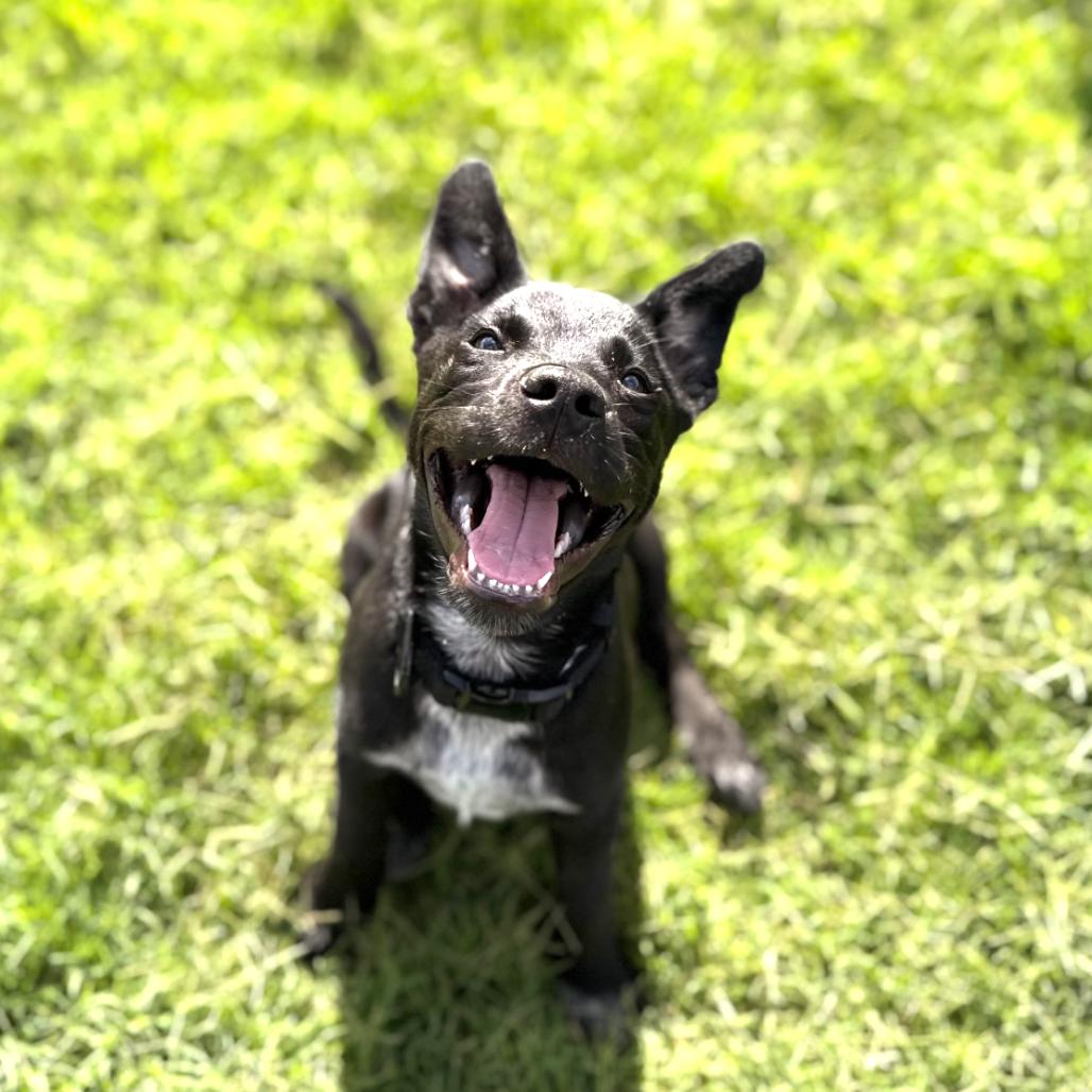 Enlarge Timber, a Adoptable mixed breed in Kansas City, MO image 5/6