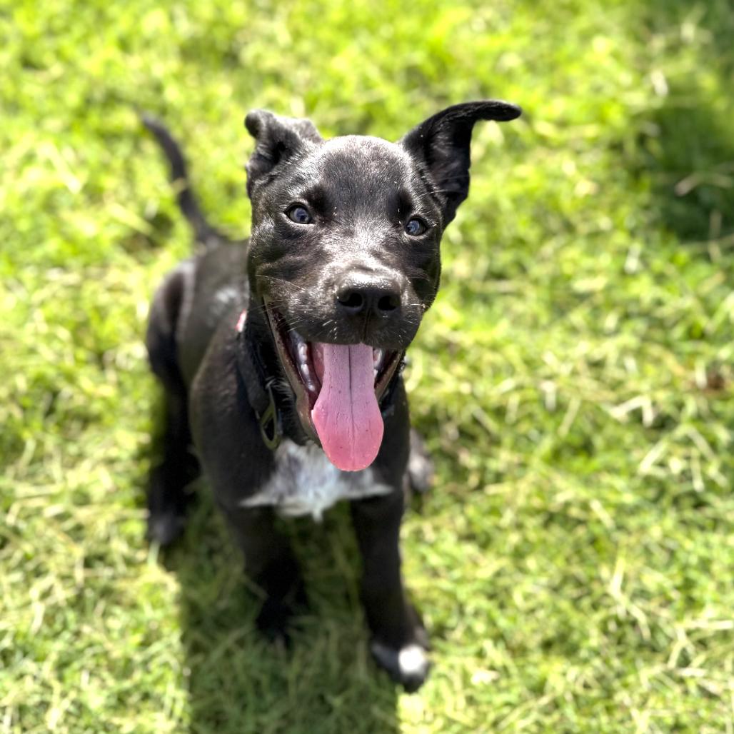 Enlarge Timber, a Adoptable mixed breed in Kansas City, MO image 6/6