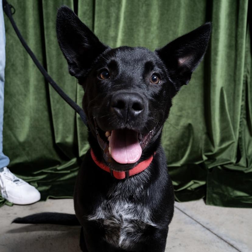 Enlarge Timber, a Adoptable mixed breed in Kansas City, MO image 6/6