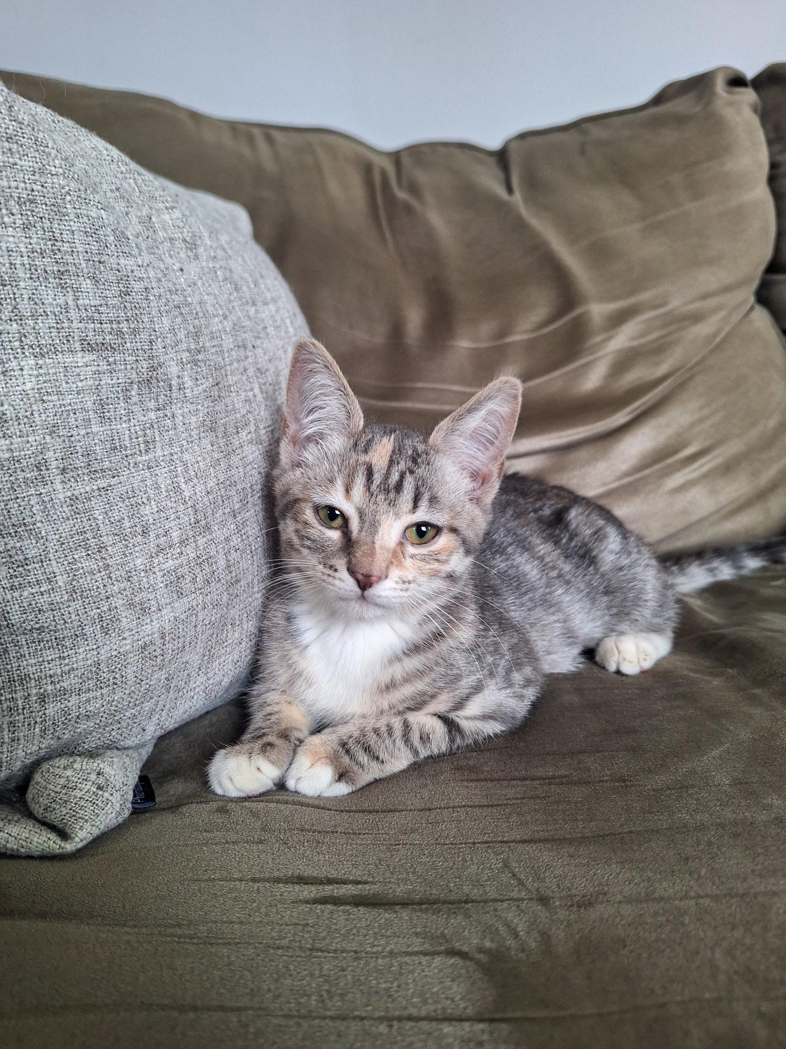 Enlarge Nutmeg, a ADOPTABLE Domestic Short Hair in Akron, OH image 1/2