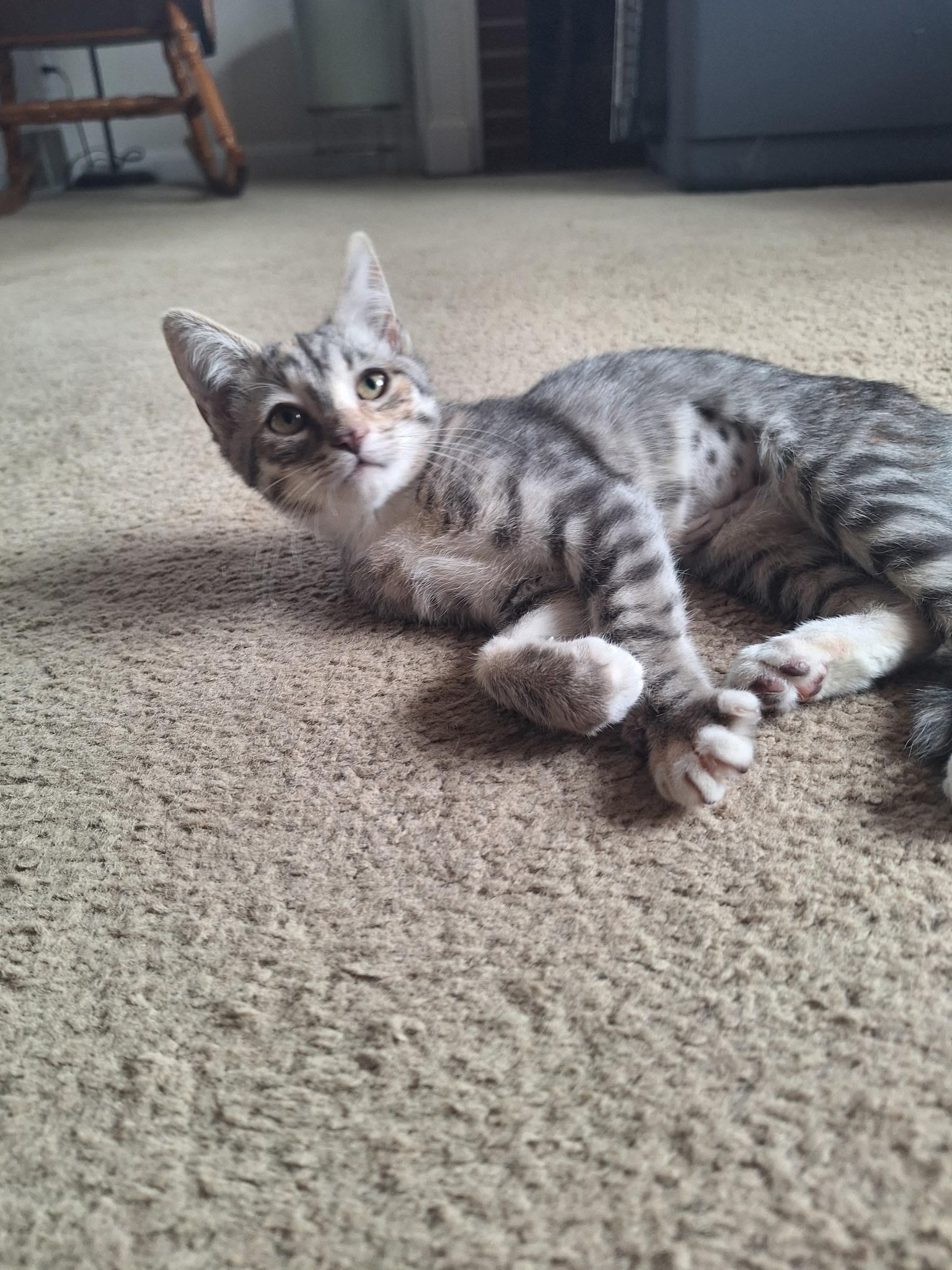 Enlarge Nutmeg, a ADOPTABLE Domestic Short Hair in Akron, OH image 2/2