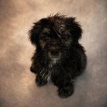 Halo, Adopted, Young Female Shih Tzu.