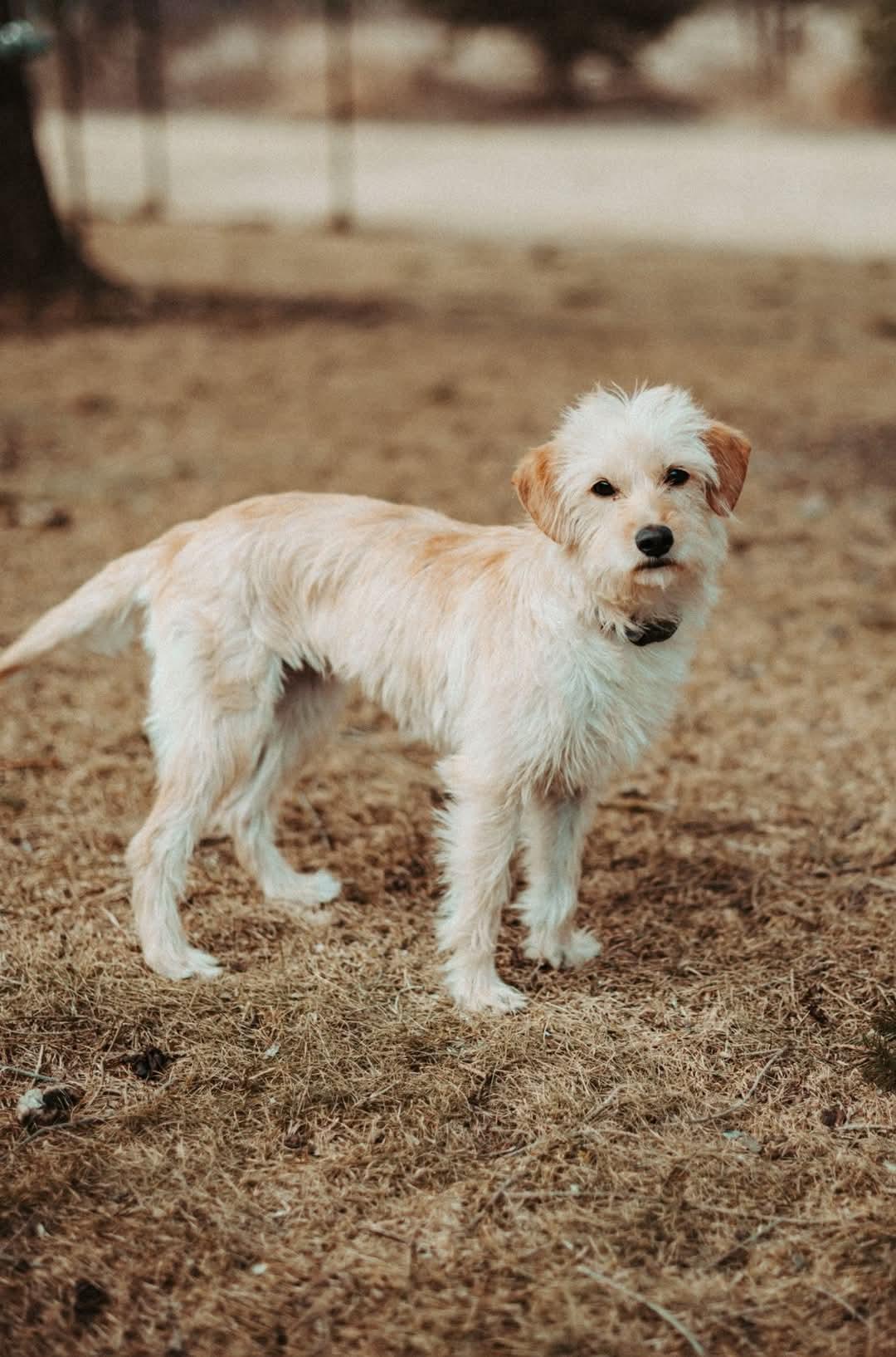 Enlarge Penny, a Adopted Terrier in Elkhorn, WI image 1/5