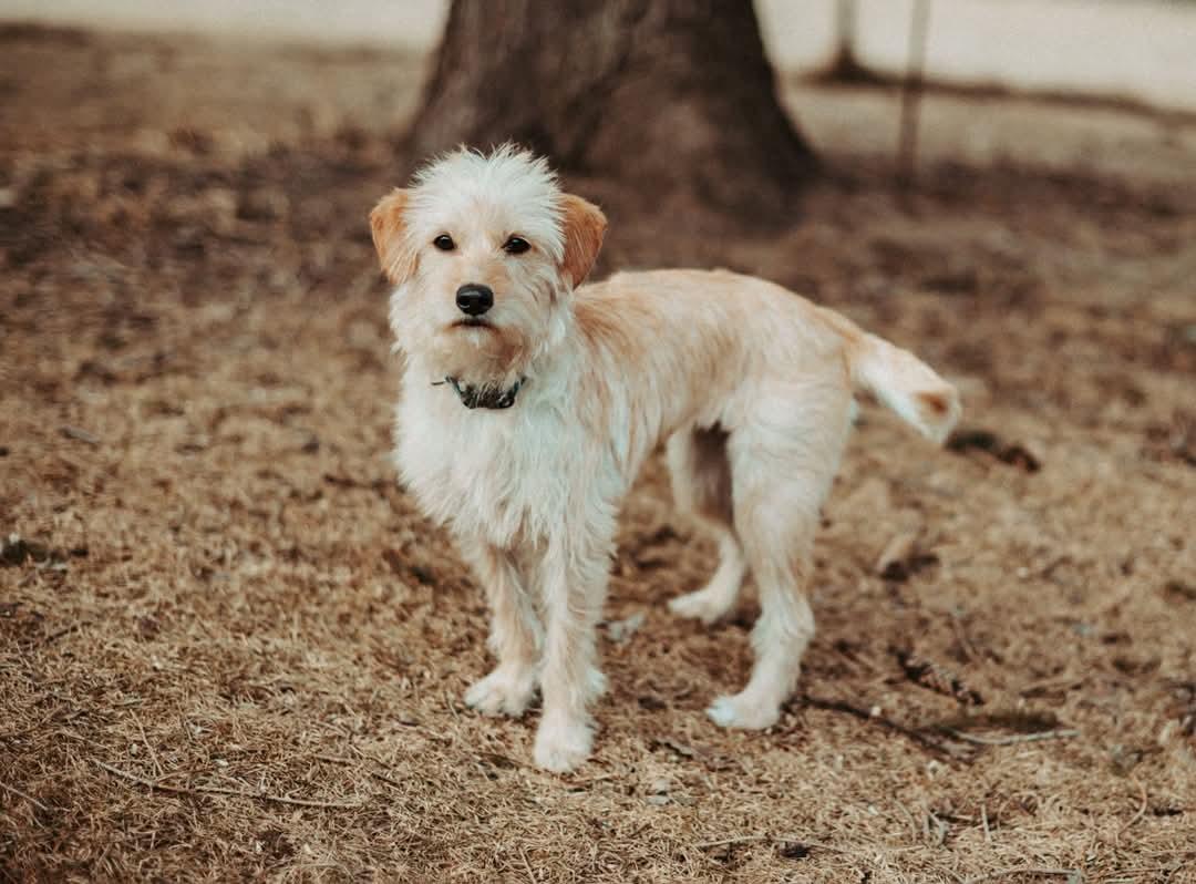Enlarge Penny, a Adopted Terrier in Elkhorn, WI image 2/5