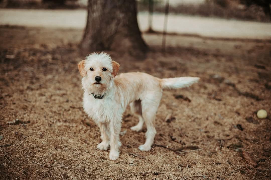 Enlarge Penny, a Adopted Terrier in Elkhorn, WI image 3/5
