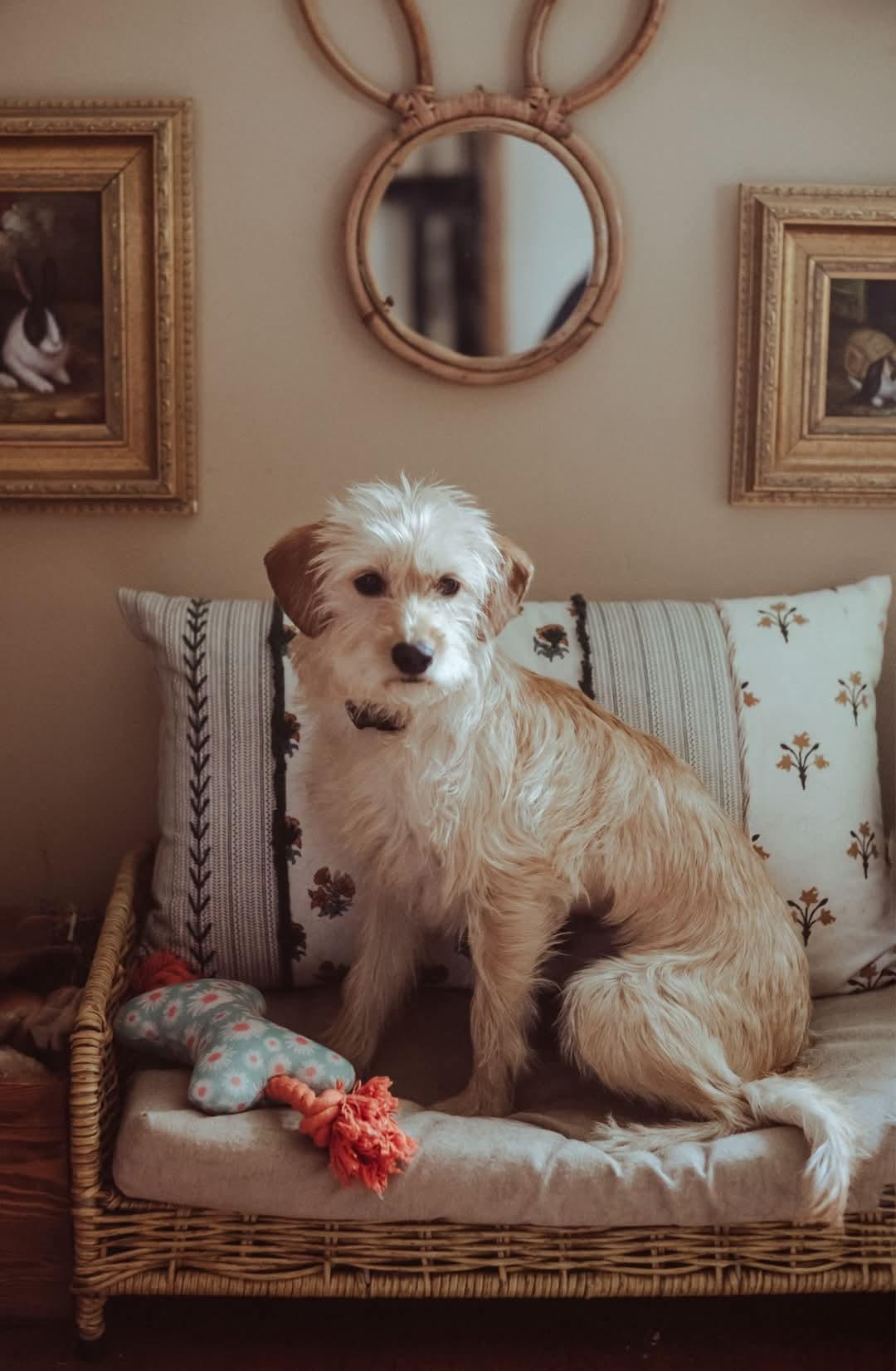 Enlarge Penny, a Adopted Terrier in Elkhorn, WI image 5/5