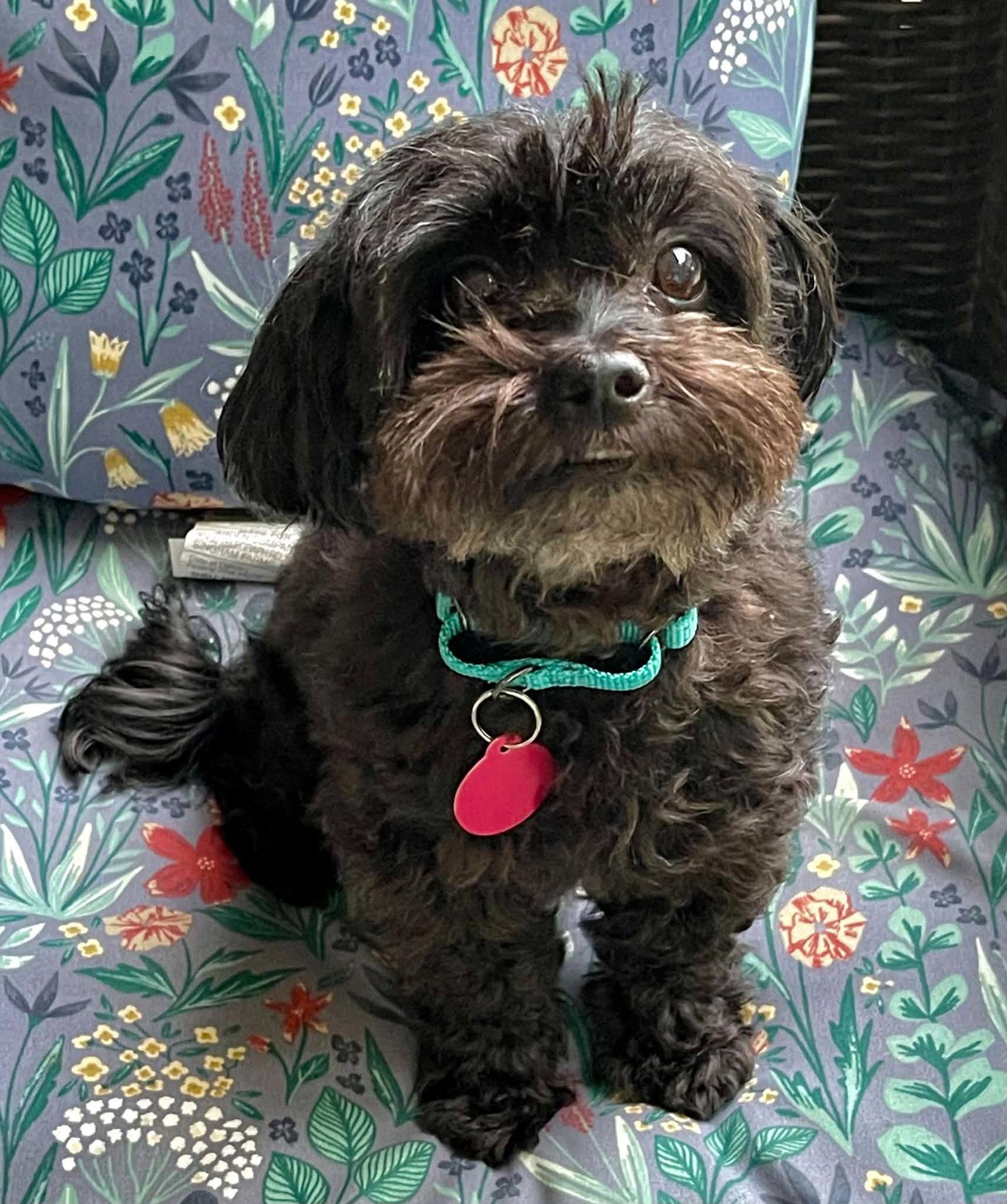 Enlarge Dolly, a Adoptable mixed breed in Arlington, VA image 1/3