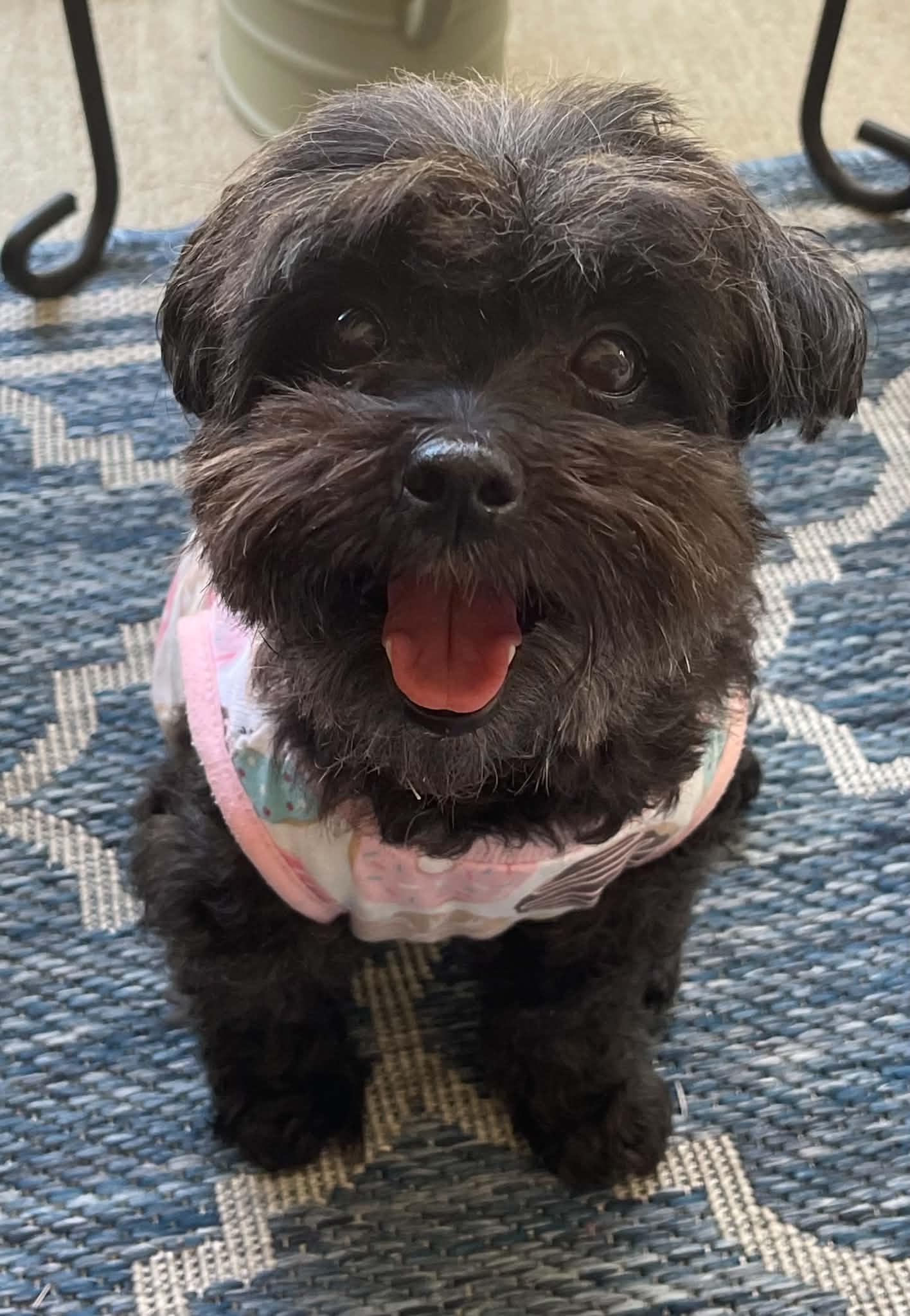 Enlarge Dolly, a Adoptable mixed breed in Arlington, VA image 3/3