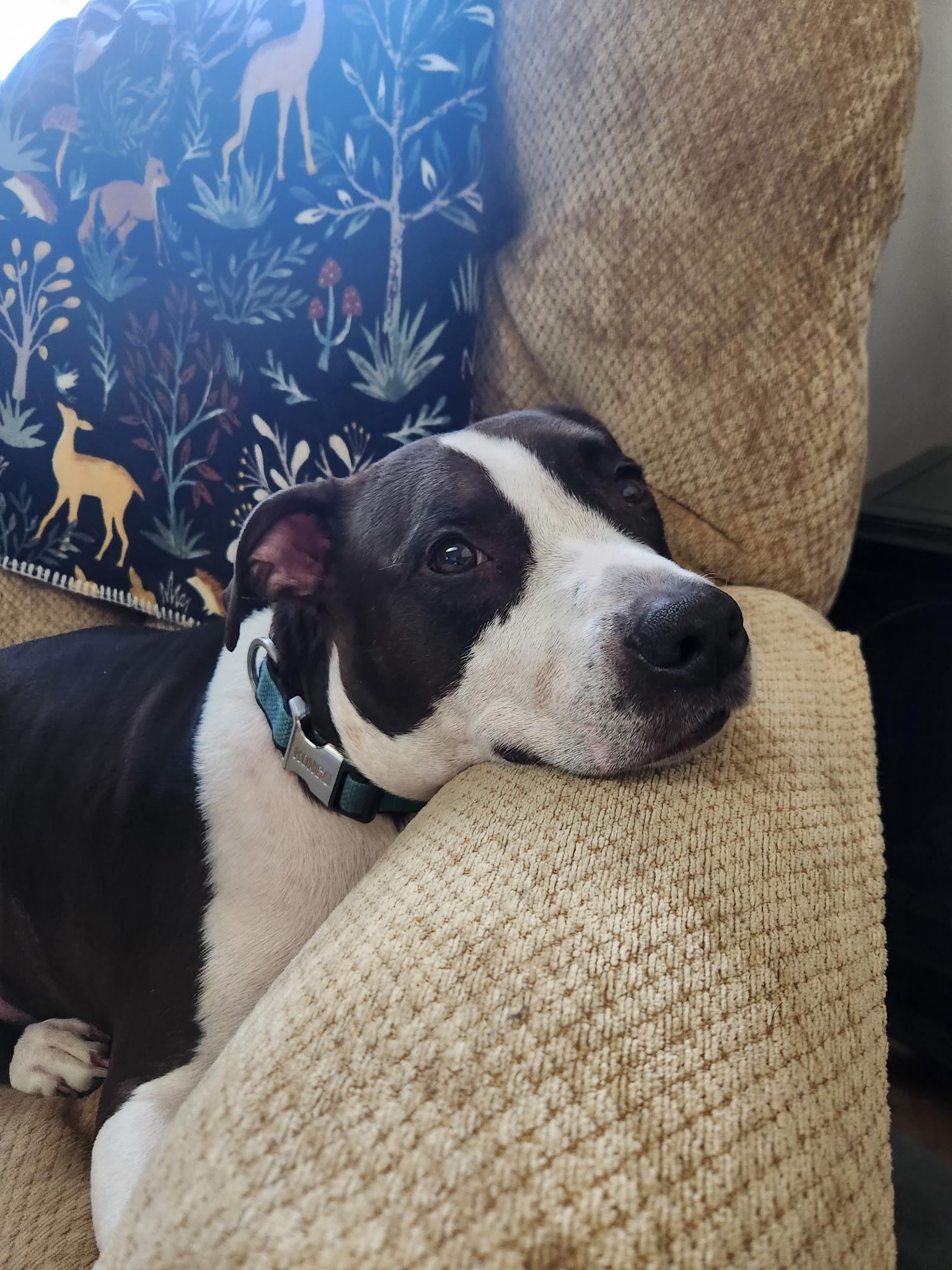 Diesel , ADOPTABLE, Senior Male Staffordshire Bull Terrier.