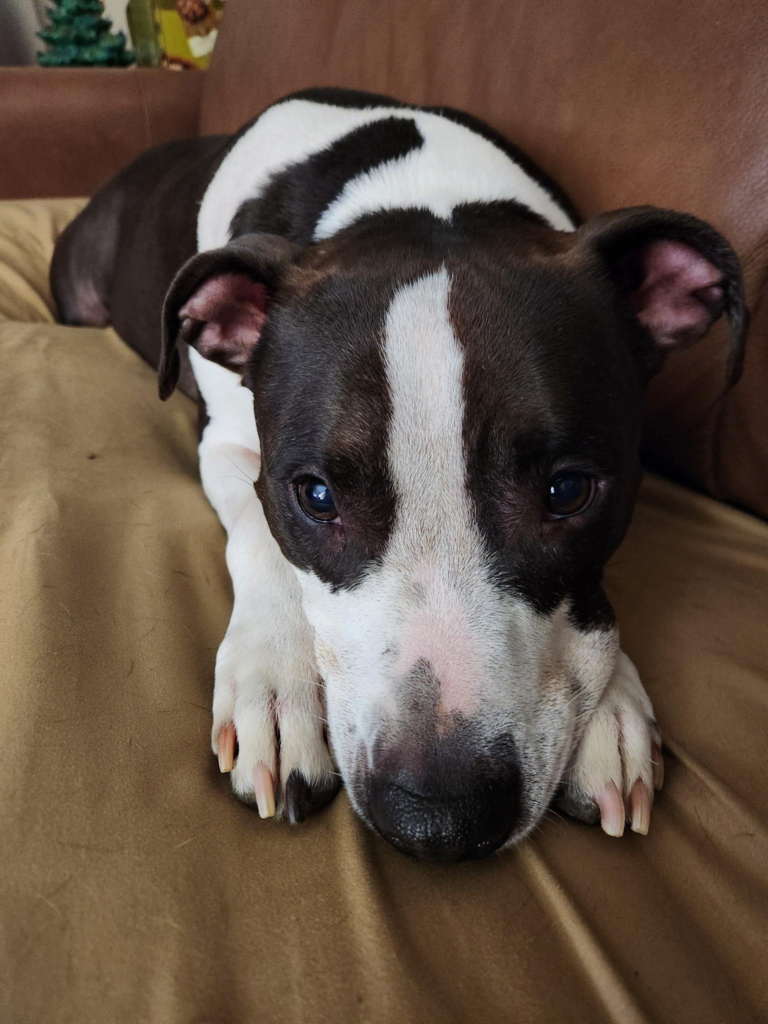 Enlarge Diesel , a ADOPTABLE mixed breed in Macomb, MI image 2/2