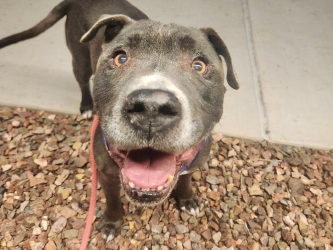 GRETSKY, Adoptable, Adult Male Pit Bull Terrier & Mixed Breed.