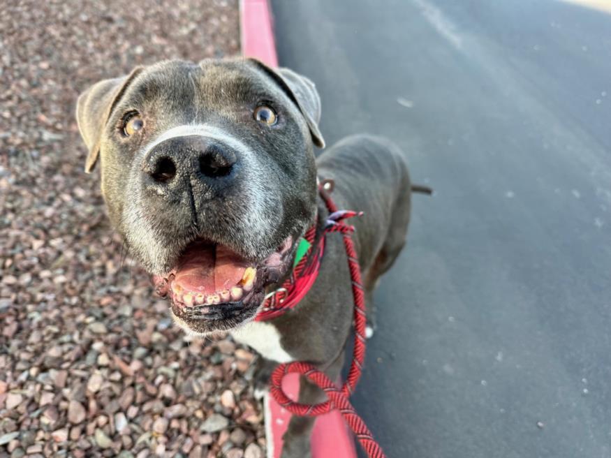 GRETSKY, Adoptable, Adult Male Pit Bull Terrier & Mixed Breed.