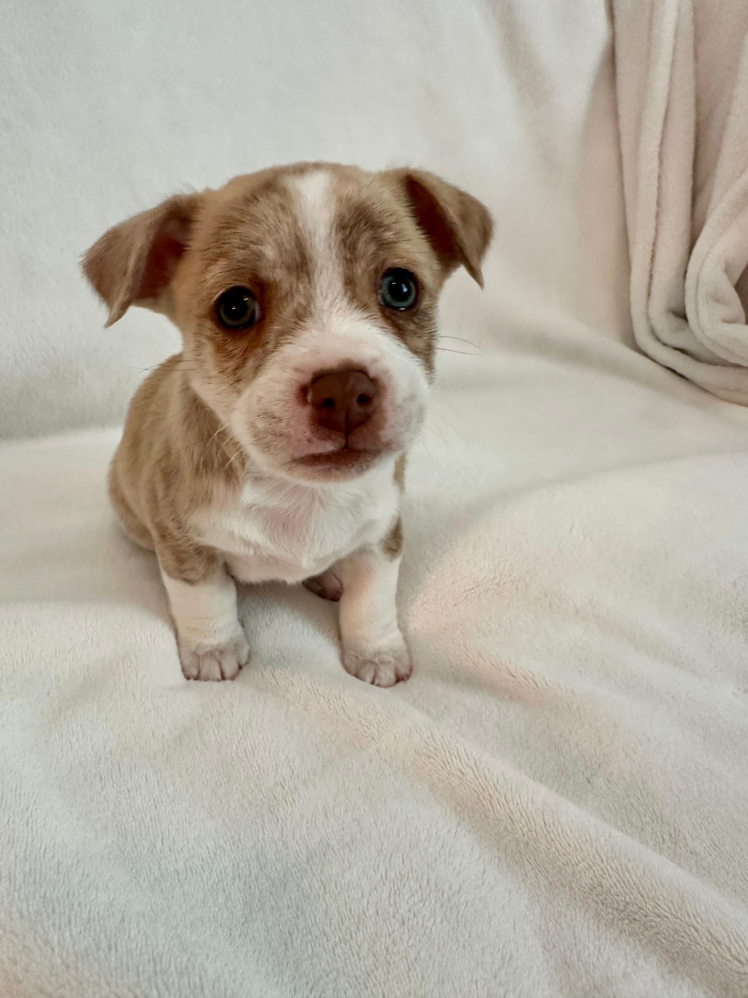 Alfred(Alfie), Adoptable, Puppy Male Maltese & Miniature Schnauzer.