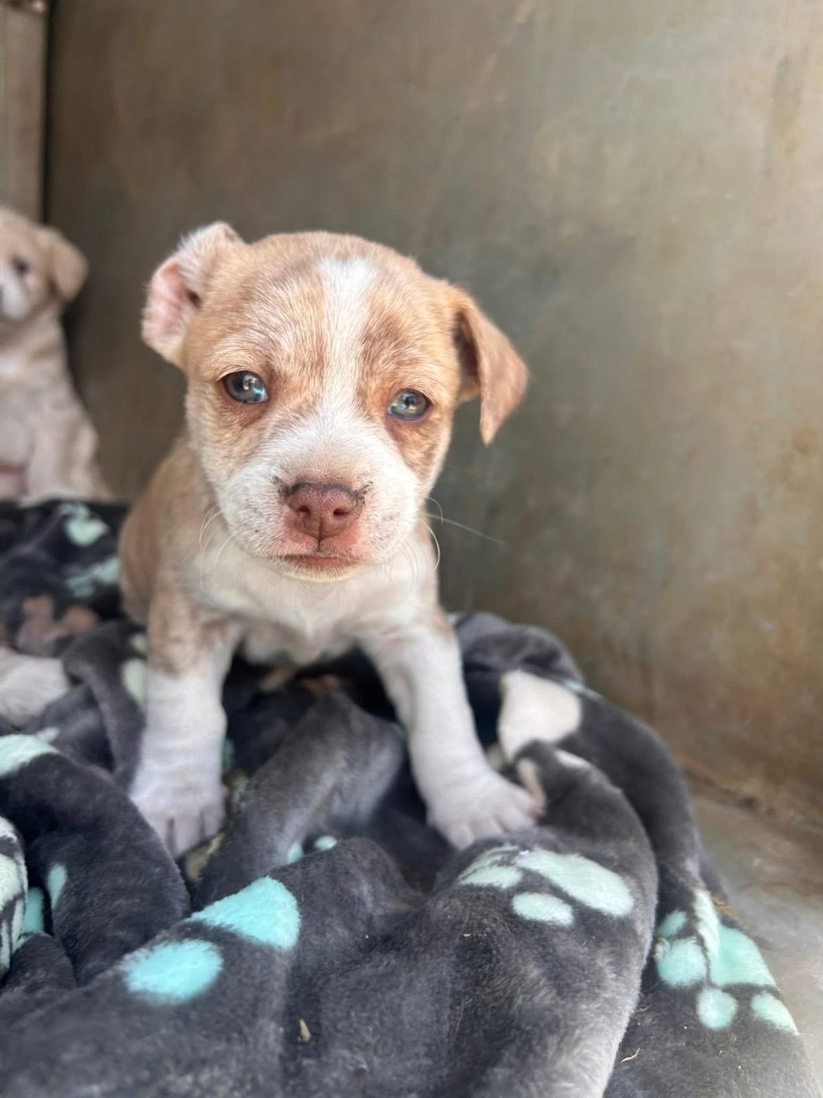 Enlarge Alfred(Alfie), a Adoptable mixed breed in Discovery Bay, CA image 3/3