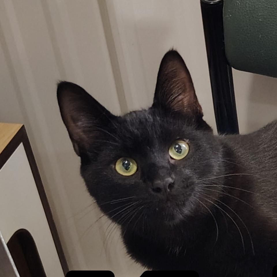 Enlarge Kringle, a ADOPTABLE Domestic Short Hair in Ontonagon, MI image 1/1