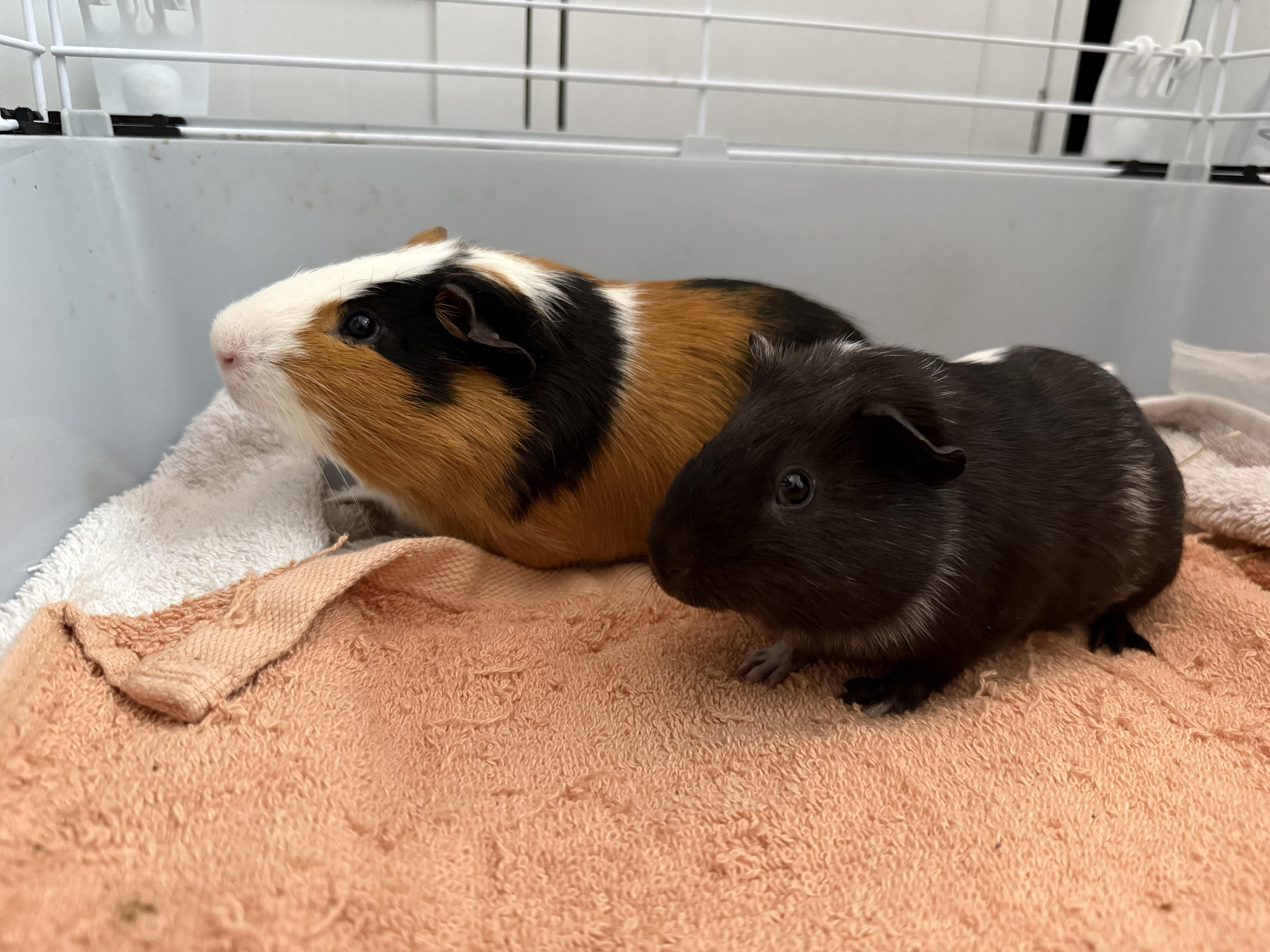 Enlarge Seagull & Pigeon (bonded duo), a ADOPTABLE Guinea Pig in Medford, NY image 3/5