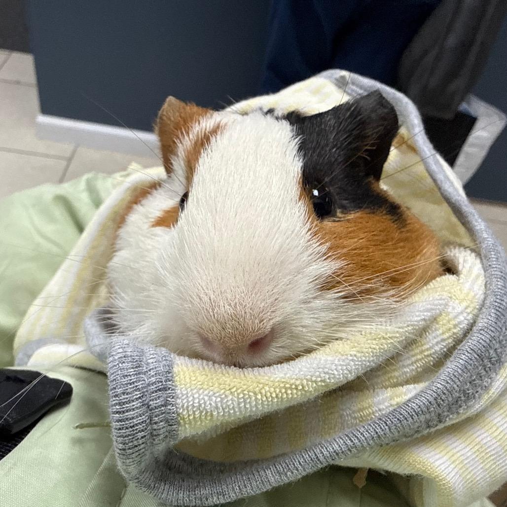 Enlarge Seagull & Pigeon (bonded duo), a ADOPTABLE Guinea Pig in Medford, NY image 5/5