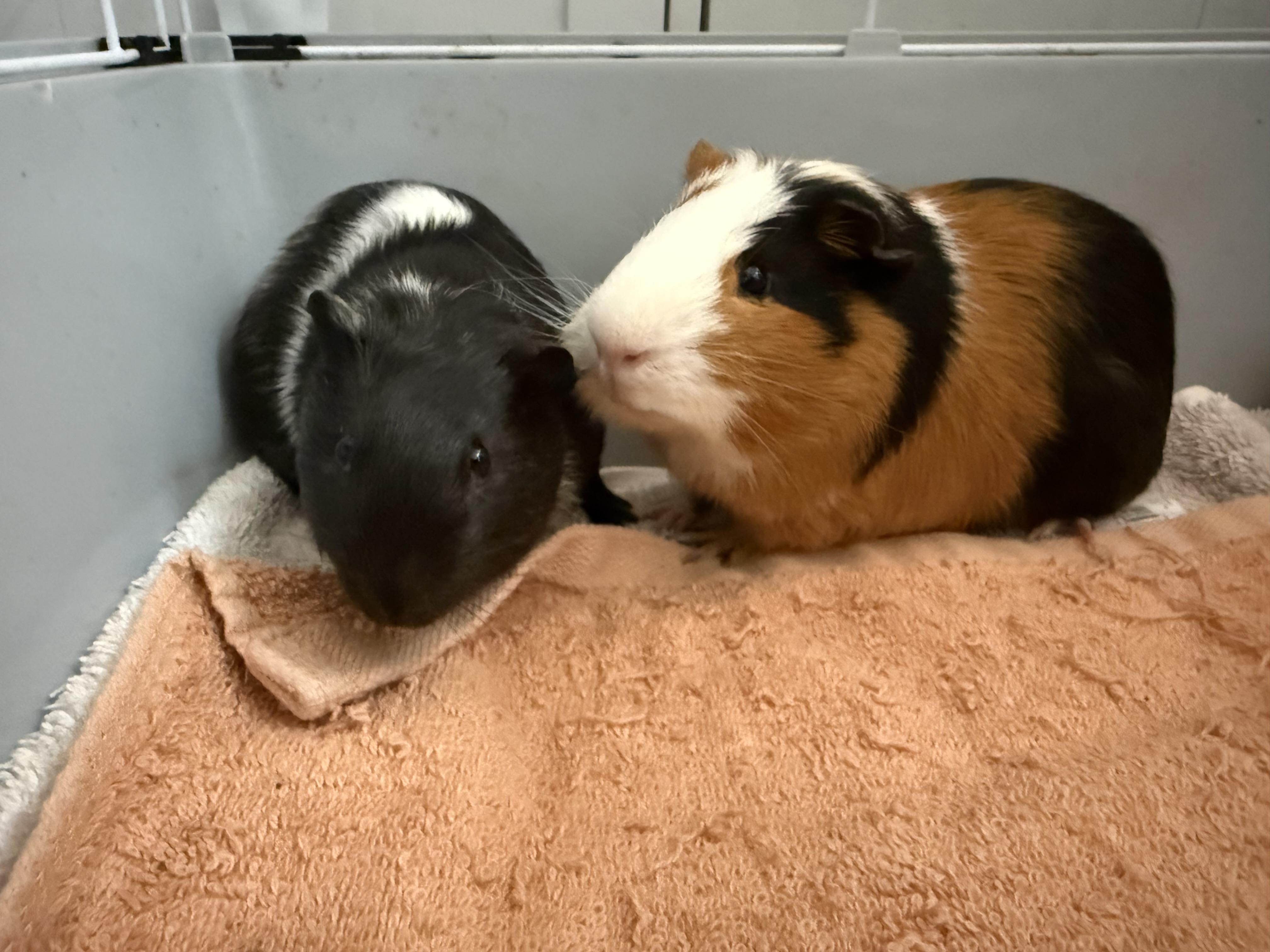 Seagull & Pigeon (bonded duo), ADOPTABLE, Young Male Guinea Pig.