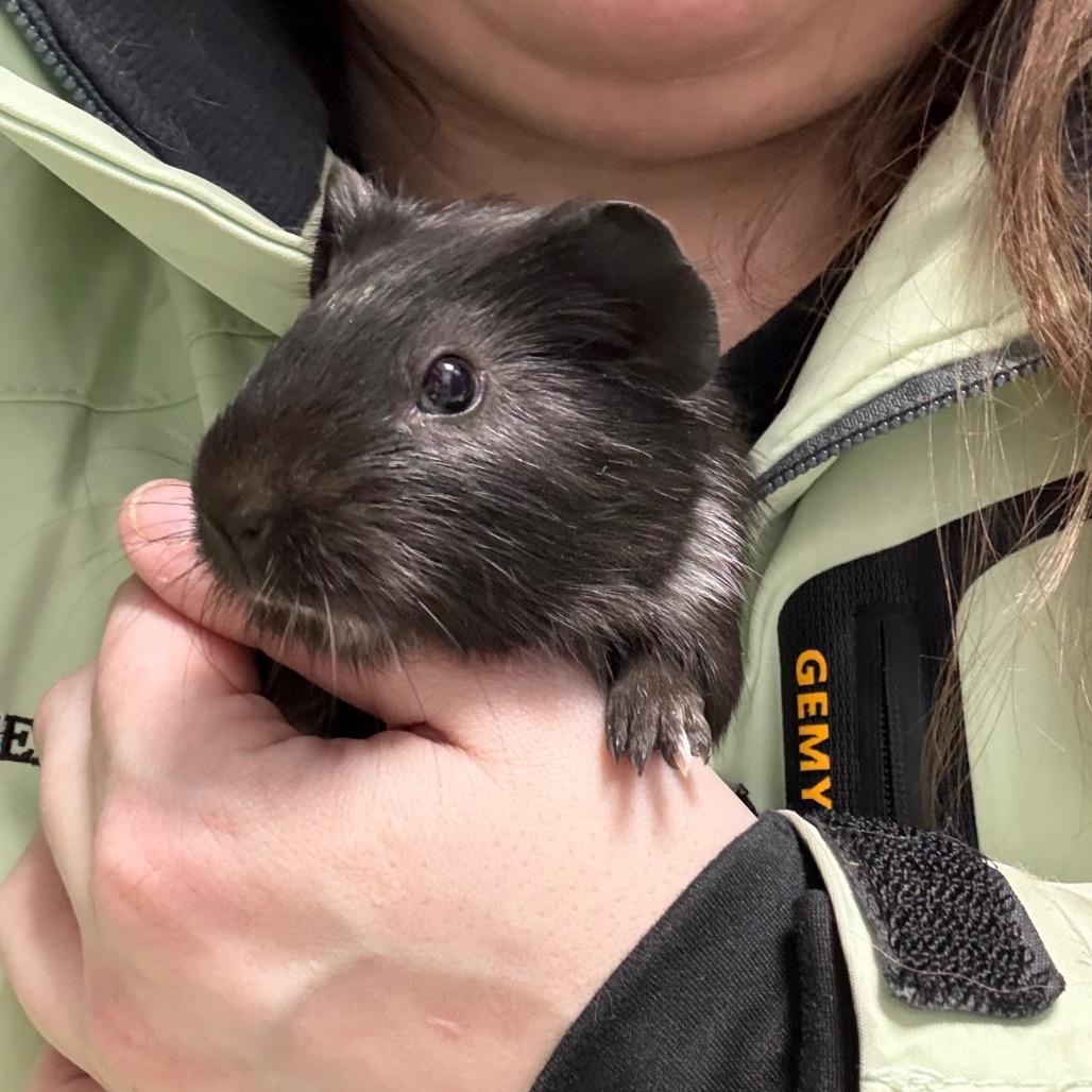 Enlarge Seagull & Pigeon (bonded duo), a ADOPTABLE Guinea Pig in Medford, NY image 4/5