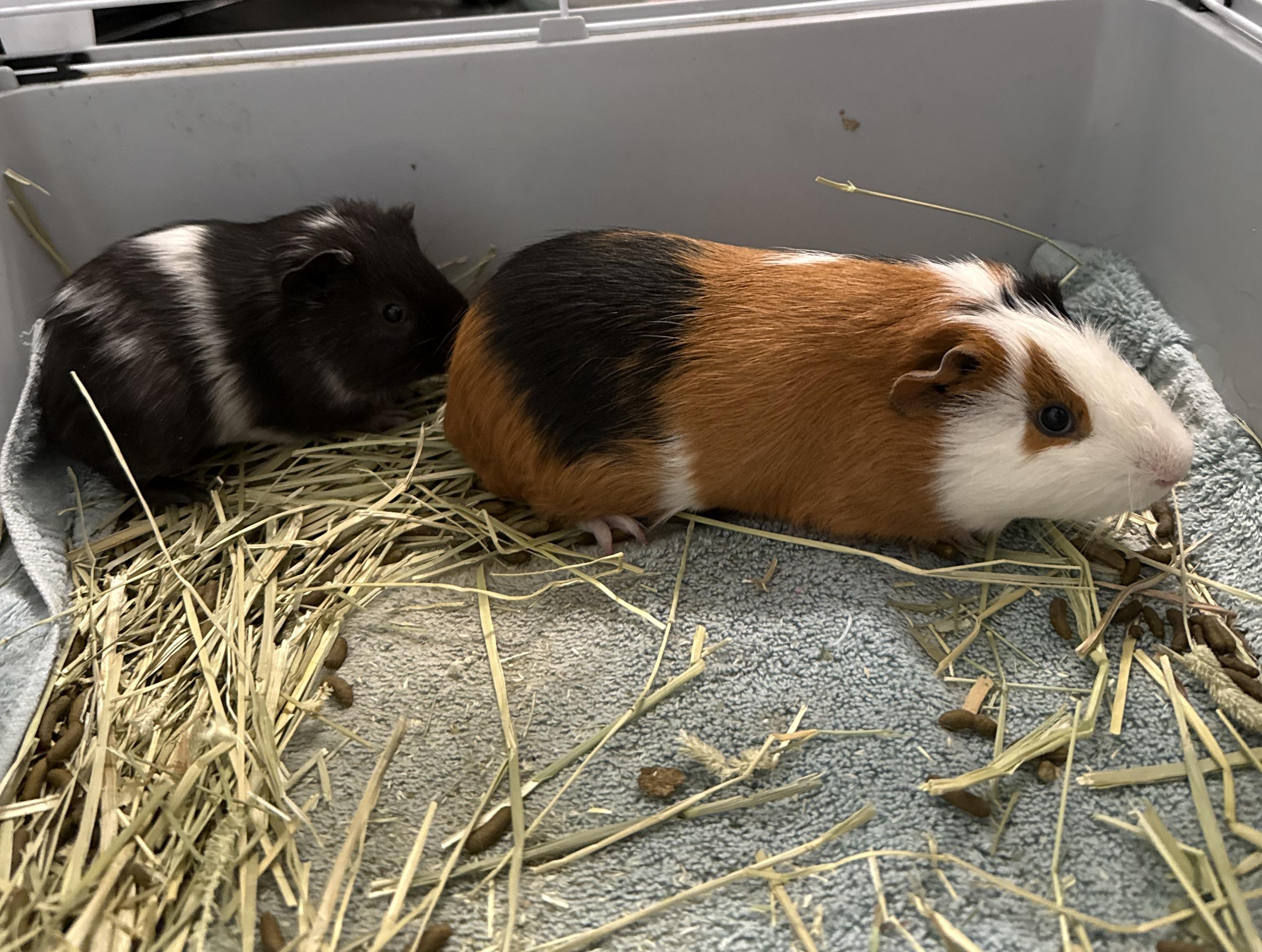 Enlarge Seagull & Pigeon (bonded duo), a ADOPTABLE Guinea Pig in Medford, NY image 2/5