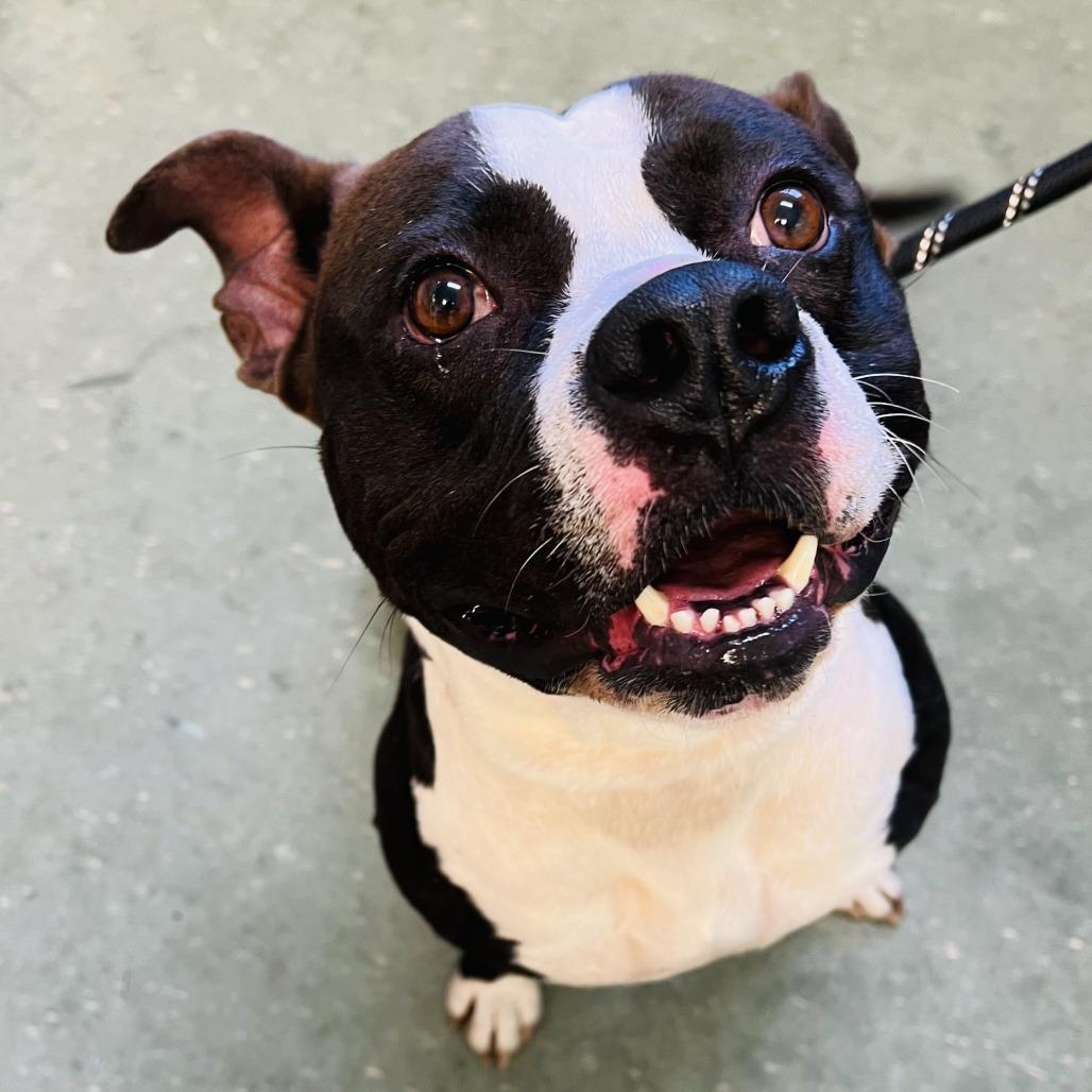 Mora, Adoptable, Adult Female Mixed Breed.