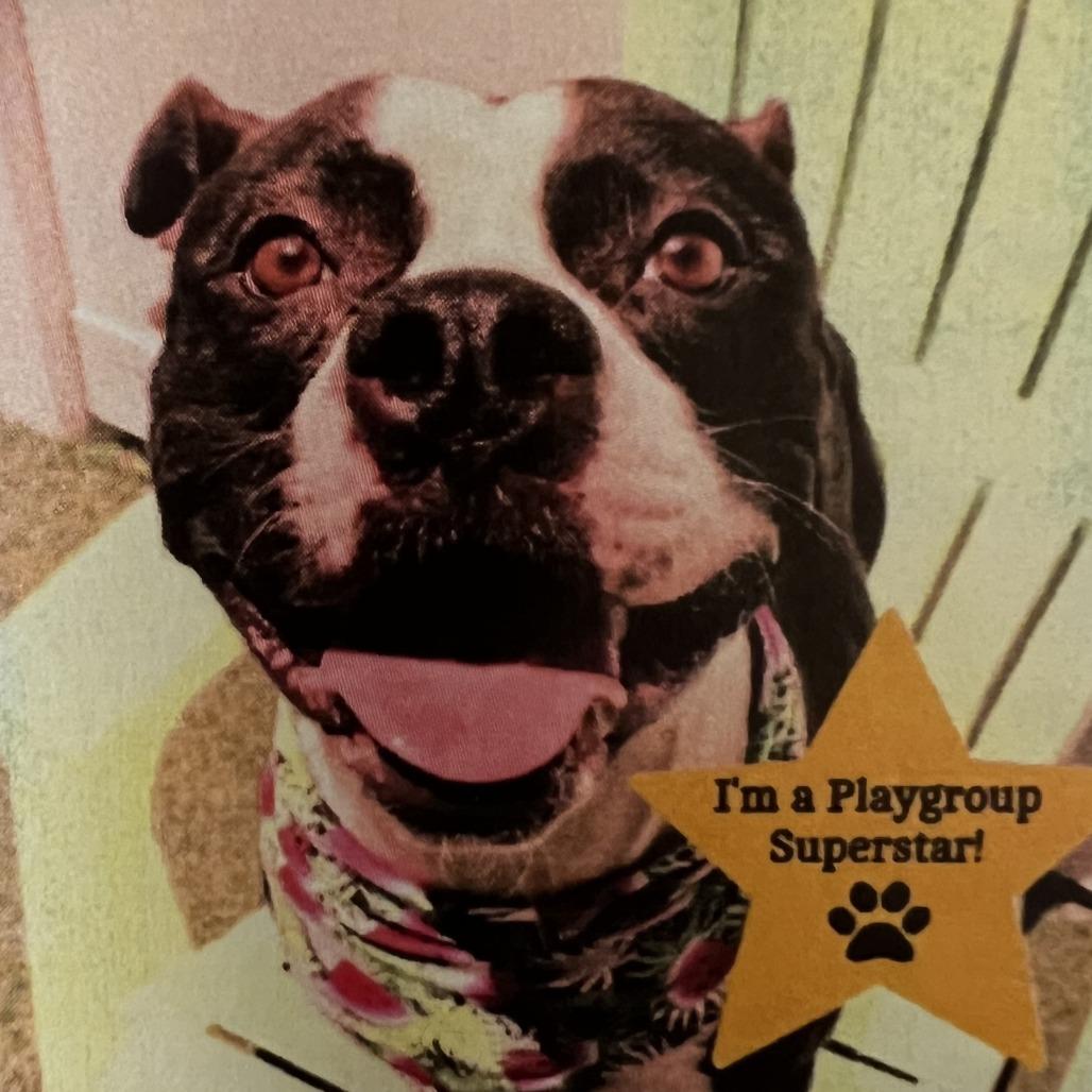 Mora, a Adoptable Mixed Breed in Albuquerque, NM image 2/2