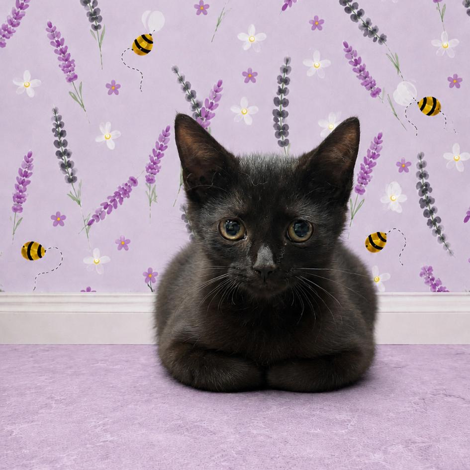 Sneezy, Adoptable, Kitten Male Domestic Short Hair.