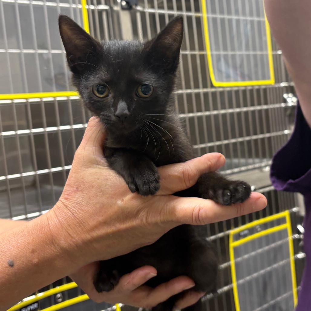 Sneezy, a Adoptable Domestic Short Hair in Morganton, NC image 2/2