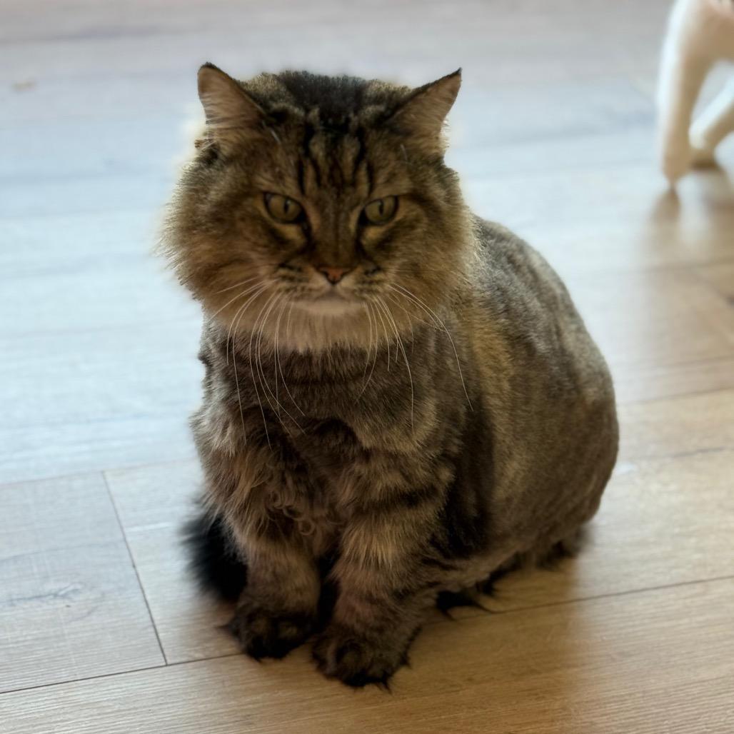 Squash, Adoptable, Adult Female Domestic Long Hair.